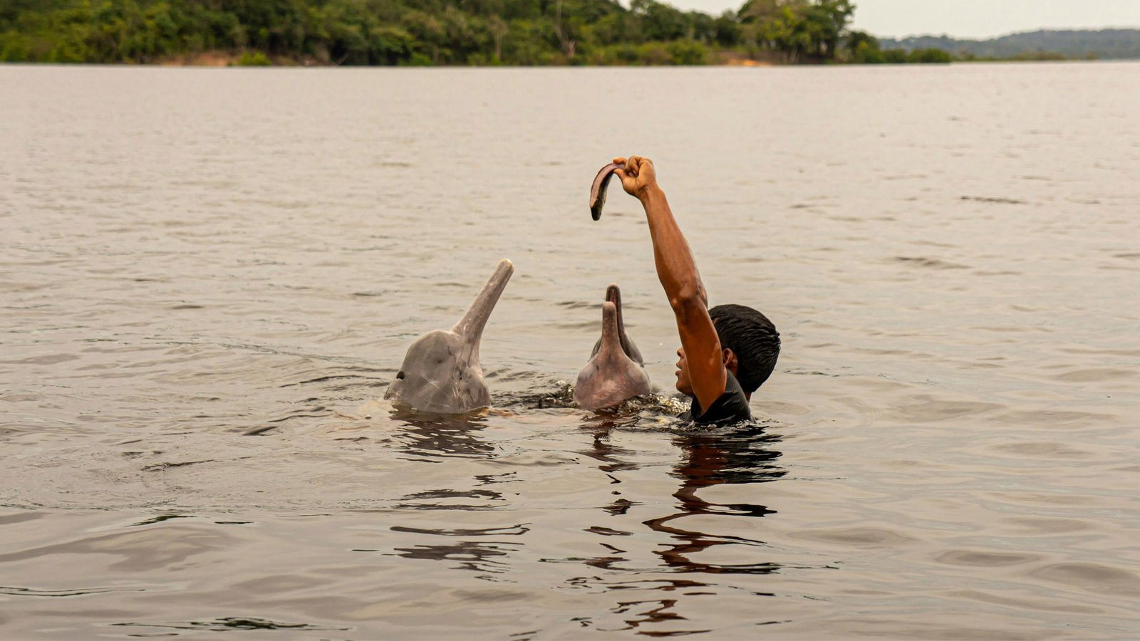 Hablando con animales