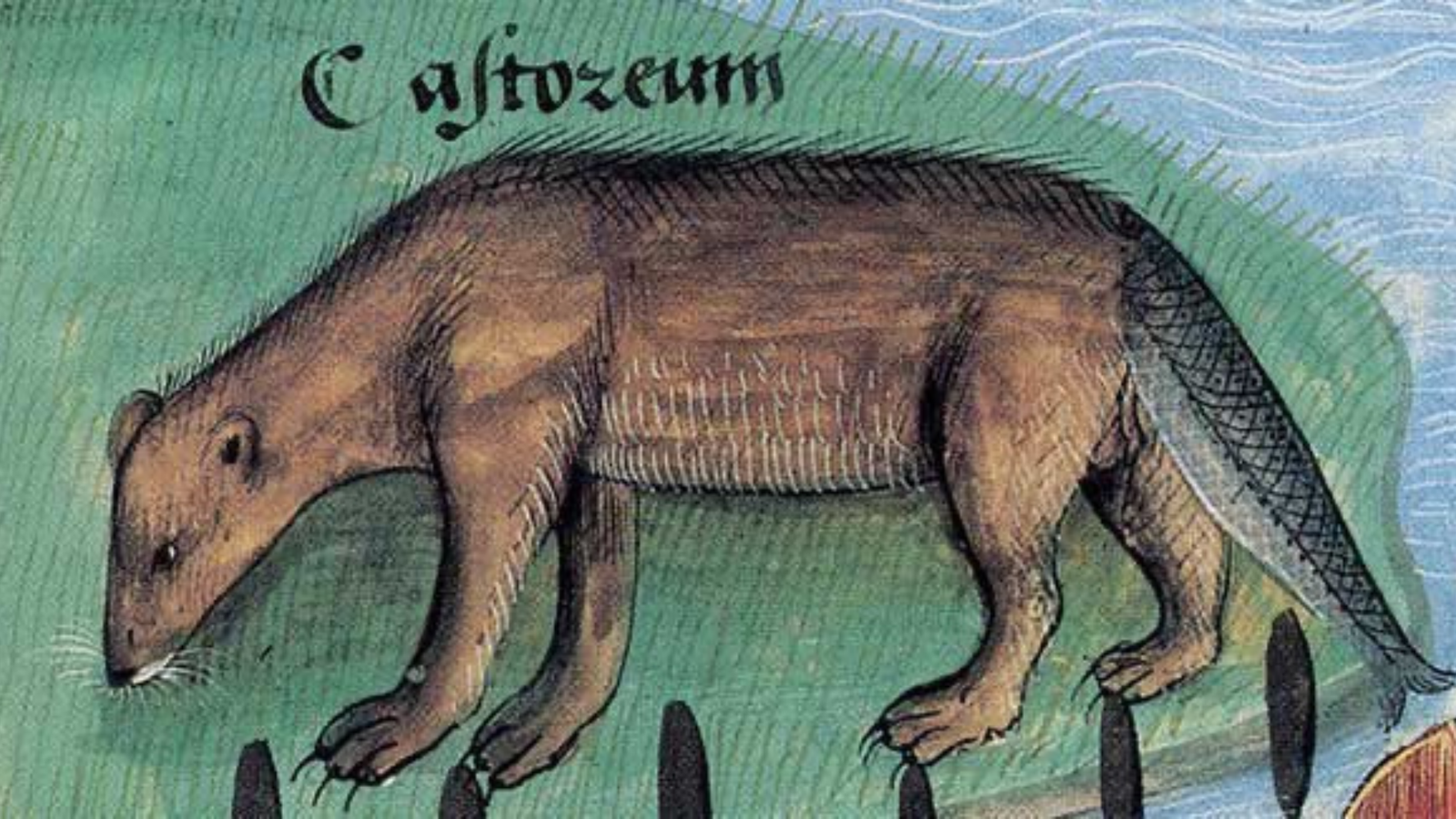 Castor. c. Siglo XV o XVI