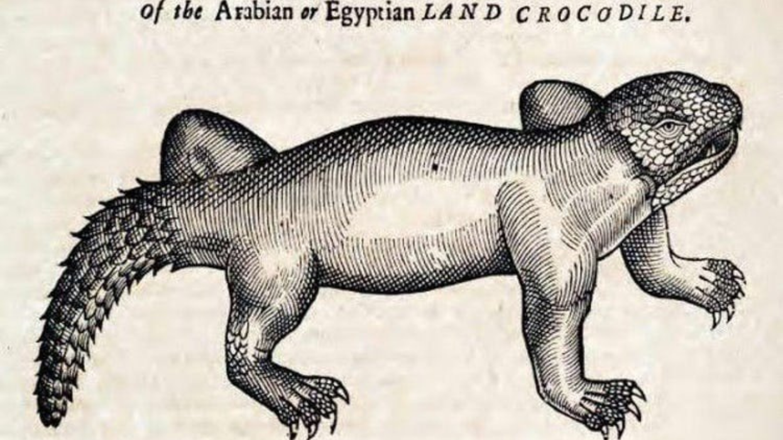 Cocodrilo. c. 1658